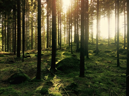 Färgfotografi av högvuxen tallskog i motljus.