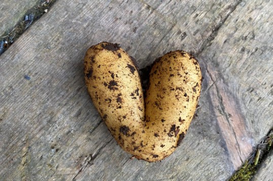 En jordig färskpotatis i form av ett hjärta.