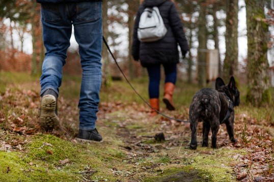 Två personer och en hund ute på skogspromenad efter jobbet.